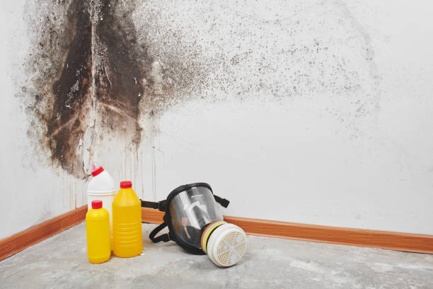 Best Toxic Mold Removal  in Brunswick, NC