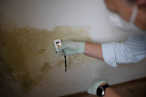 Brunswick, NC Mold Removal Company