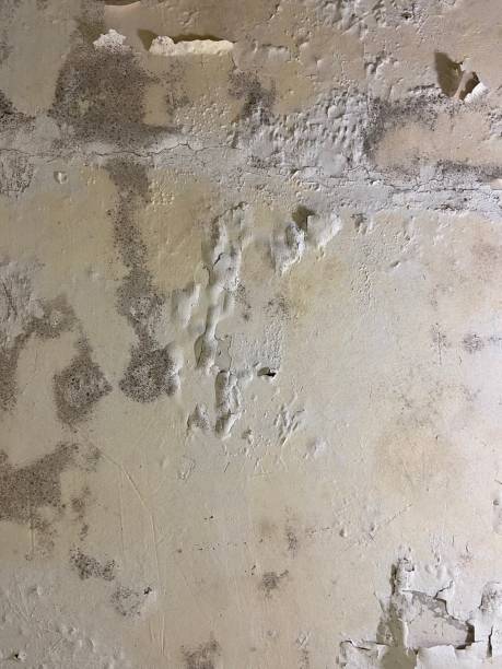 Best Affordable Mold Removal  in Brunswick, NC