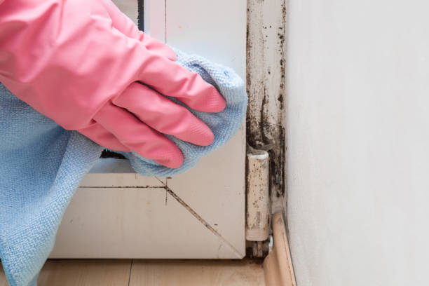 Home Mold Removal in Brunswick, NC